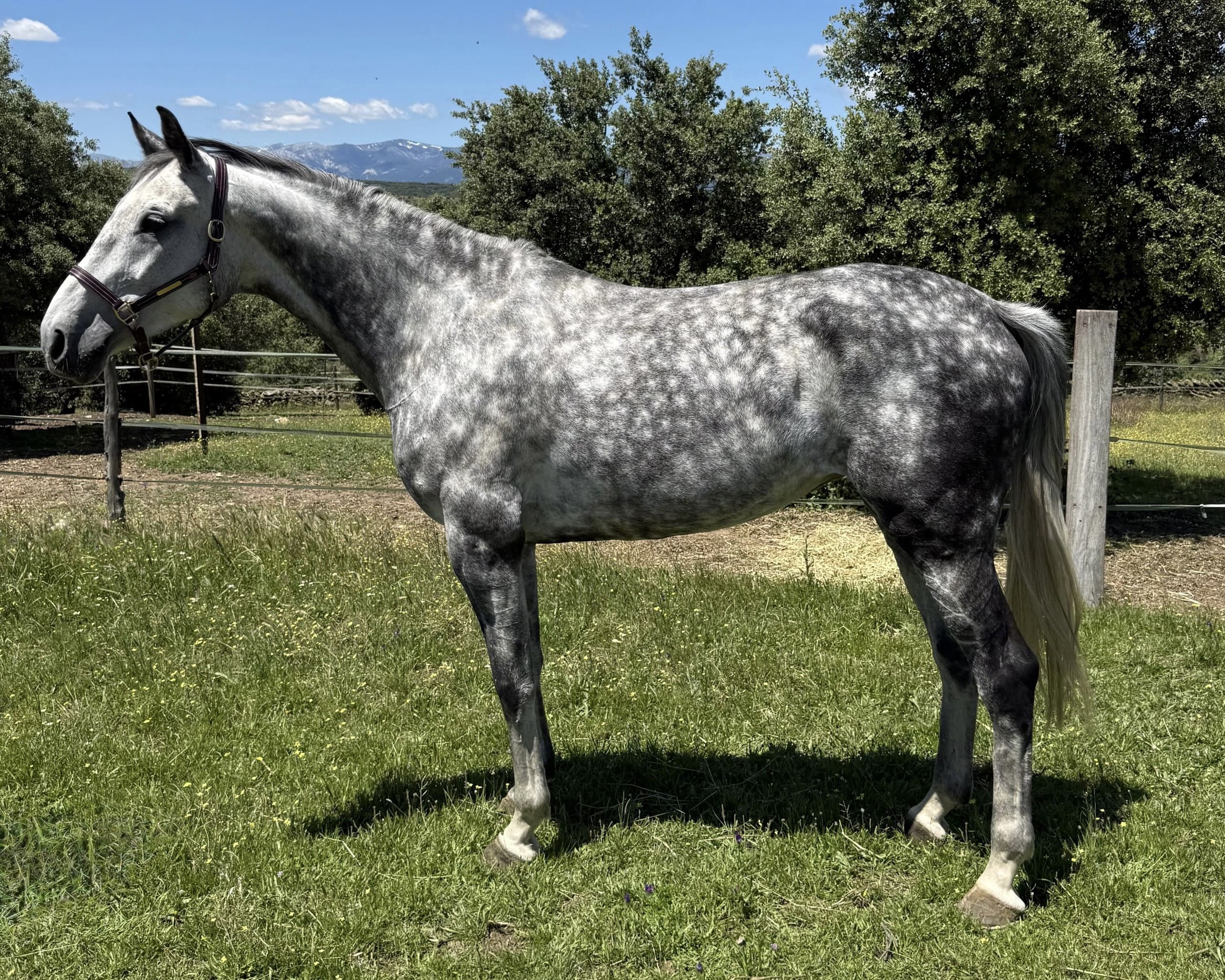 horse